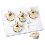 Lumbar Support Set Of Five
